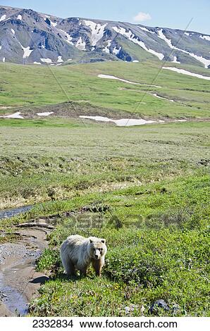 Picture - Grizzly Bear (Ursus arctos) walking along tundra creek with mountains in the background near Stony Hill in Denali National Park, Alaska. Fotosearch