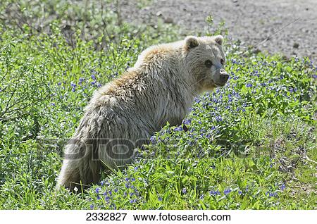 Stock Photo - Grizzly Bear (Ursus arctos) walking through Chiming Bell flowers at Highway Pass in Denali National Park, Alaska. Fotosearch