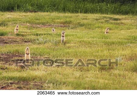 Stock Photography - Group Or Town Of Black-Tailed Prairie Dogs. Grasslands National Park, Saskatchewan. Fotosearch