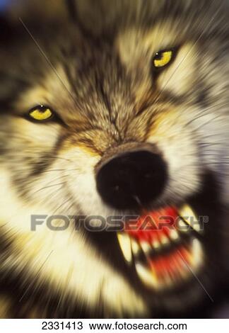 Growling wolf (canis lupus) in the rocky mountains; United states of america View Large Photo Image Stock Image - Growling wolf (canis lupus) in the rocky mountains; United states of america. Fotosearch