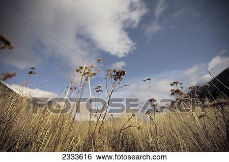 Stock Photograph - Growth in the winter; New zealand. Fotosearch