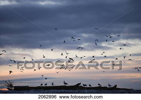 Gulls On The Niagara River - Niagara Falls, New York, Usa View Large Photo Image Stock Photograph - Gulls On The Niagara River - Niagara Falls, New York, Usa. Fotosearch