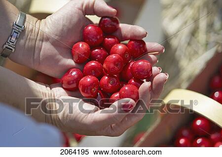 Stock Photography - Handful Of Red Cherries, Ontario. Fotosearch