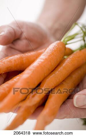 Hands Holding Bunch Of Carrots Toward Camera View Large Photo Image Stock Photo - Hands Holding Bunch Of Carrots Toward Camera. Fotosearch