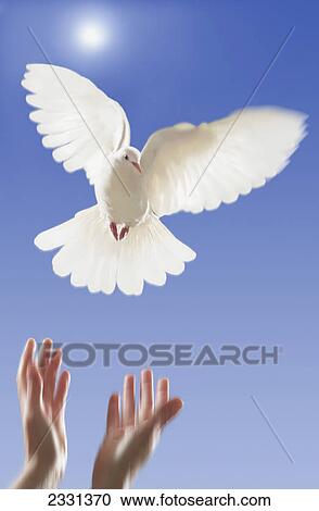 Hands releasing white dove; Vancouver british columbia canada View Large Photo Image Stock Image - Hands releasing white dove; Vancouver british columbia canada. Fotosearch