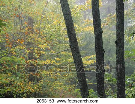 Stock Image - Hardwood Forest In Fall Colours, Mont Tremblant Provincial Park, Quebec, Canada. Fotosearch