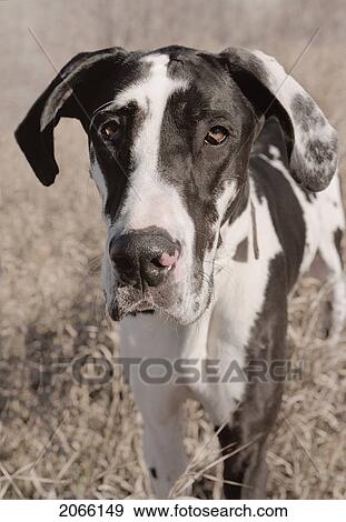 Stock Photo - Harlequin Great Dane, Canada, Alberta. Fotosearch