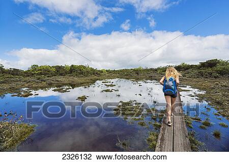 Hawaii, Kauai, Hiker on boardwalk in the Alakai Swamp. View Large Photo Image Stock Image - Hawaii, Kauai, Hiker on boardwalk in the Alakai Swamp.. Fotosearch