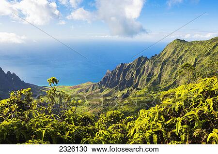 Hawaii, Kauai, View of Kalalau Valley from Kokee Lookout. View Large Photo Image Stock Image - Hawaii, Kauai, View of Kalalau Valley from Kokee Lookout.. Fotosearch