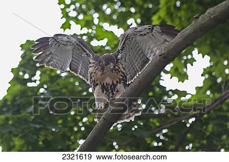 Hawk On A Tree Branch; Toronto Ontario Canada View Large Photo Image Stock Photo - Hawk On A Tree Branch; Toronto Ontario Canada. Fotosearch