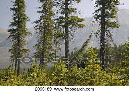 Stock Photo - Hawk Ridge, Kootenay National Park, Bc, Canada. Fotosearch