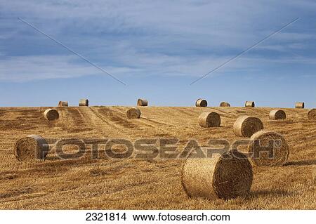 Picture - Hay Bales In A Field; Northumberland England. Fotosearch
