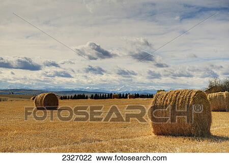 Stock Image - Hay bales in a field with the rocky mountains in the background; Calgary alberta canada. Fotosearch