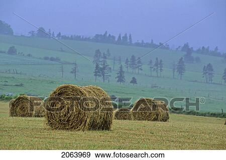 Stock Photo - Hay Bales In Misty Field, Pei. Fotosearch