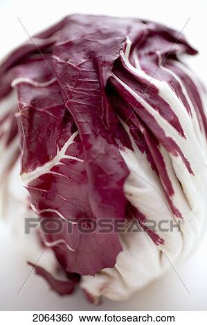 Head Of Radicchio View Large Photo Image Stock Image - Head Of Radicchio. Fotosearch