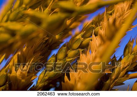 Stock Image - Head Of Wheat, Saskatchewan, Canada. Fotosearch