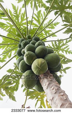 Healthy papaya tree viewed from below; Honolulu oahu hawaii united states of america View Large Photo Image Stock Photo - Healthy papaya tree viewed from below; Honolulu oahu hawaii united states of america. Fotosearch