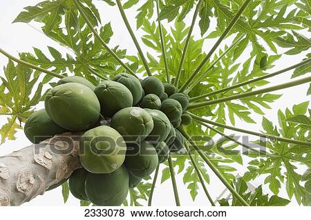 Healthy papaya tree viewed from below; Honolulu oahu hawaii united states of america View Large Photo Image Stock Photo - Healthy papaya tree viewed from below; Honolulu oahu hawaii united states of america. Fotosearch