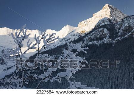 Heavily frosted bush branches with sunlit snow covered mountain peaks and blue sky in the background; Lake louise alberta canada View Large Photo Image Picture - Heavily frosted bush branches with sunlit snow covered mountain peaks and blue sky in the background; Lake louise alberta canada. Fotosearch
