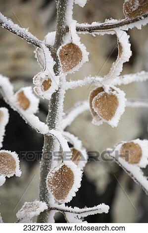 Heavily frosted leaves on branches of a small tree; Calgary alberta canada View Large Photo Image Stock Image - Heavily frosted leaves on branches of a small tree; Calgary alberta canada. Fotosearch