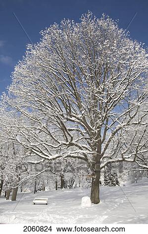 Picture - Heavy Clotted Snow On Trees. Fotosearch