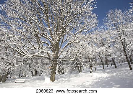Stock Image - Heavy Clotted Snow On Trees. Fotosearch