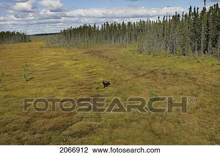 Helicopter View Of A Moose, Quebec View Large Photo Image Stock Image - Helicopter View Of A Moose, Quebec. Fotosearch