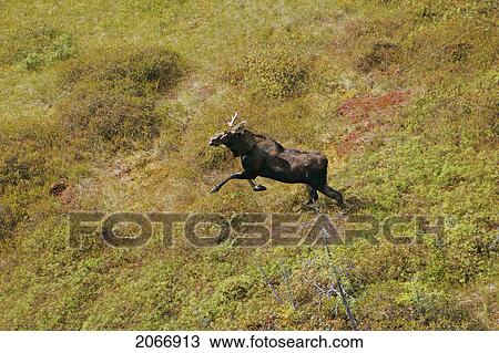 Helicopter View Of A Moose, Quebec View Large Photo Image Stock Image - Helicopter View Of A Moose, Quebec. Fotosearch