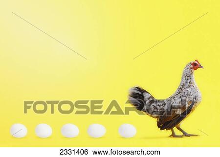 Hen standing in line with five eggs; British columbia canada View Large Photo Image Stock Photograph - Hen standing in line with five eggs; British columbia canada. Fotosearch