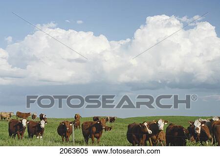 Stock Photography - Herd Of Beef Cattle Under Rain Clouds; Canada, Manitoba, Erickson. Fotosearch