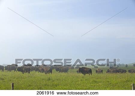 Stock Photograph - Herd Of Domesticated Bison, Saskatchewan, Canada. Fotosearch