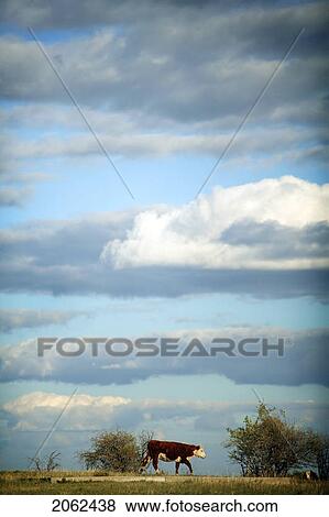 Stock Photo - Hereford Calf, Cypress Hills, Saskatchewan, Canada. Fotosearch
