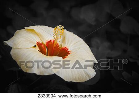 Hibiscus flower; Tropenhaus Wolhusen, Switzerland View Large Photo Image Picture - Hibiscus flower; Tropenhaus Wolhusen, Switzerland. Fotosearch