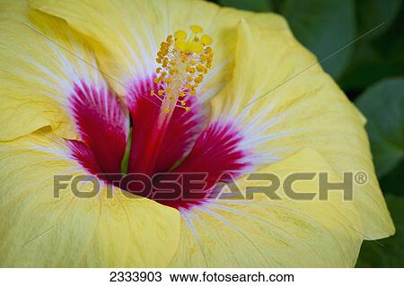 Hibiscus flower; Tropenhaus Wolhusen, Switzerland View Large Photo Image Stock Image - Hibiscus flower; Tropenhaus Wolhusen, Switzerland. Fotosearch