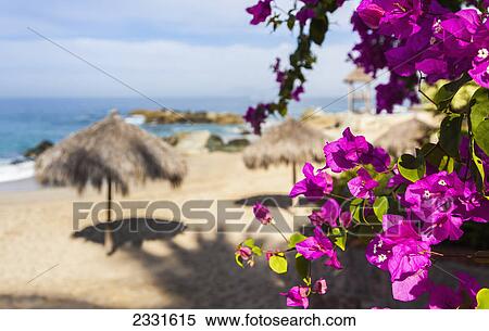 Hibiscus frame palapas made of grass and bamboo fronds that are typically used for sun protection and shade; Puerto vallarta mexico View Large Photo Image Stock Photography - Hibiscus frame palapas made of grass and bamboo fronds that are typically used for sun protection and shade; Puerto vallarta mexico. Fotosearch