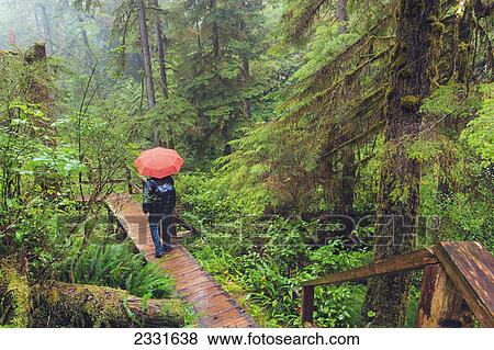 Hiker in the rain pacific rim national park; Vancouver island british columbia canada View Large Photo Image Stock Photo - Hiker in the rain pacific rim national park; Vancouver island british columbia canada. Fotosearch