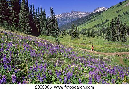 Stock Photography - Hiker Walks Trail To Singing Pass, Lupin In Foreground, Whistler Mountain, Whistler. Fotosearch