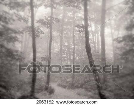 Hiking Trail In Hardwood Forest, Mont Tremblant Provincial Park, Quebec, Canada View Large Photo Image Stock Image - Hiking Trail In Hardwood Forest, Mont Tremblant Provincial Park, Quebec, Canada. Fotosearch
