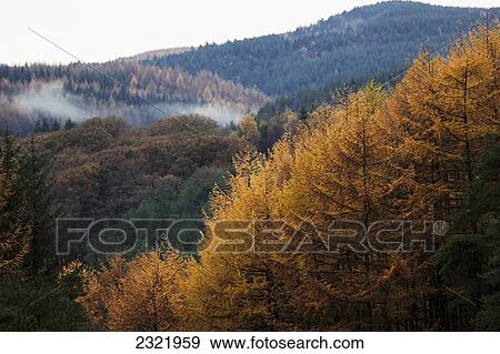 Hills Covered In Trees In Autumn Colours With Low Laying Cloud; Dumfries And Galloway Scotland View Large Photo Image Stock Photo - Hills Covered In Trees In Autumn Colours With Low Laying Cloud; Dumfries And Galloway Scotland. Fotosearch