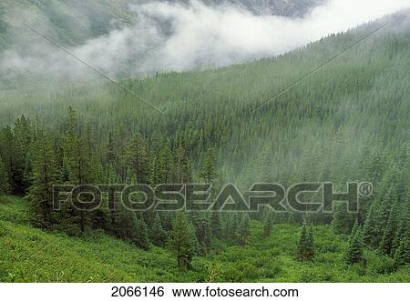 Hillside In Fog, Waterton National Park, Alberta, Canada View Large Photo Image Stock Photograph - Hillside In Fog, Waterton National Park, Alberta, Canada. Fotosearch