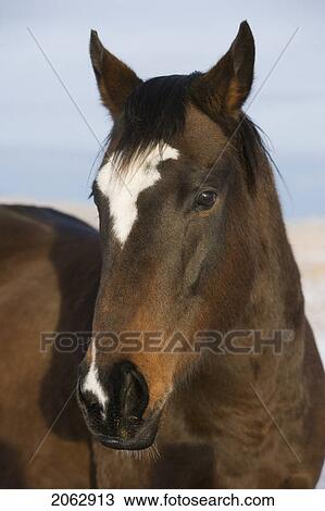 Stock Image - Horse, Canada, Alberta. Fotosearch