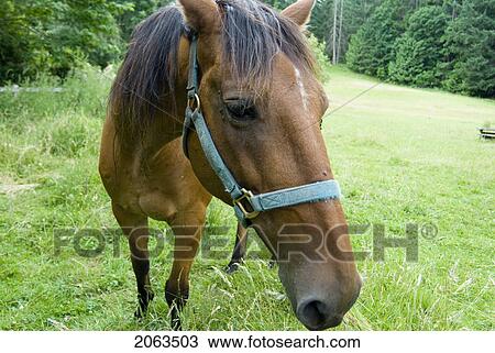 Horse In A Field In A Rural Area; Canada, British Columbia, Victoria View Large Photo Image Stock Image - Horse In A Field In A Rural Area; Canada, British Columbia, Victoria. Fotosearch