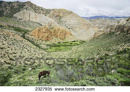Stock Photography - Horses graze on the bordered grassland along the way to samar; Upper mustang nepal. Fotosearch