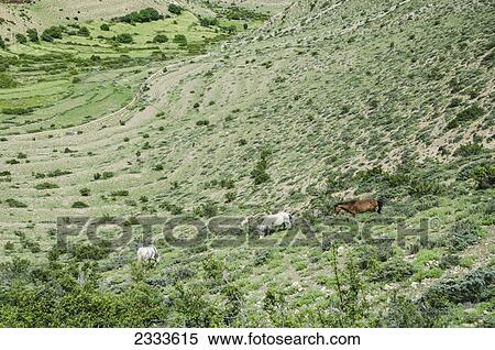 Horses graze on the bordered grassland along the way to samar; Upper mustang nepal View Large Photo Image Stock Photography - Horses graze on the bordered grassland along the way to samar; Upper mustang nepal. Fotosearch