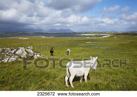 Horses in a field with mannin bay and twelve bens in the distance; Connemara county galway ireland View Large Photo Image Stock Image - Horses in a field with mannin bay and twelve bens in the distance; Connemara county galway ireland. Fotosearch