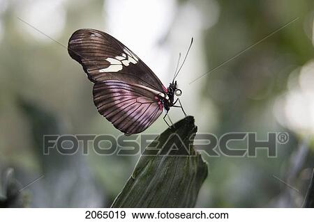 Hortense Butterfly (Heliconius Hortense) Resting On Leaf, Niagara Butterfly Conservatory, Niagara Falls, Ontario, Canada. View Large Photo Image Stock Photo - Hortense Butterfly (Heliconius Hortense) Resting On Leaf, Niagara Butterfly Conservatory, Niagara Falls, Ontario, Canada.. Fotosearch
