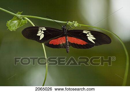 Stock Photograph - Hortense Butterfly (Heliconius Hortense) Basking On Leaf, Niagara Butterfly Conservatory, Niagara Falls, Ontario, Canada.. Fotosearch