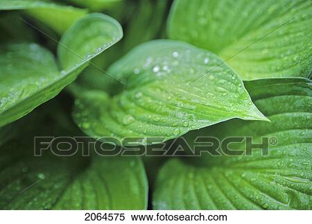 Stock Photography - Hosta Leaves Close Up With Water Droplets On Leaves, Whistler, Bc Canada. Fotosearch
