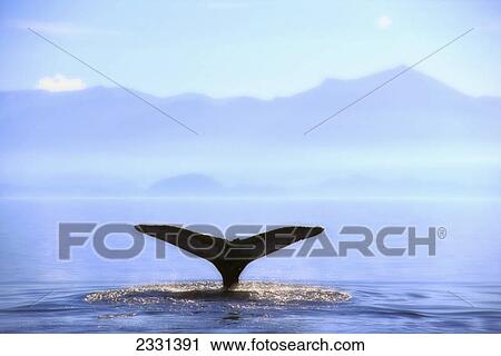Humpback whale's tail lifting out of ocean; Alaska united states of america View Large Photo Image Stock Image - Humpback whale's tail lifting out of ocean; Alaska united states of america. Fotosearch