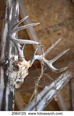 Hunting Trophy Of Antlers Hanging On Wall Of Hunting Cabin, Alberta View Large Photo Image Stock Photography - Hunting Trophy Of Antlers Hanging On Wall Of Hunting Cabin, Alberta. Fotosearch